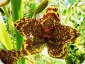 Grammatophyllum speciosum